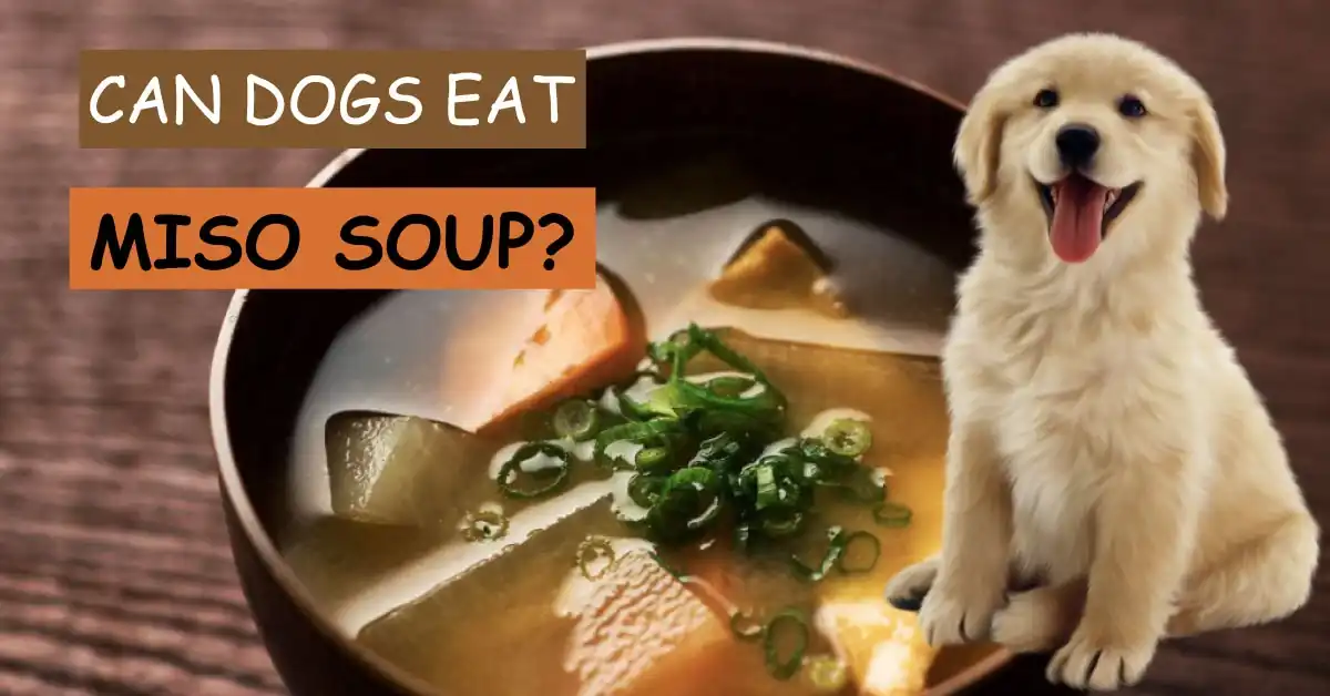can dogs have miso soup