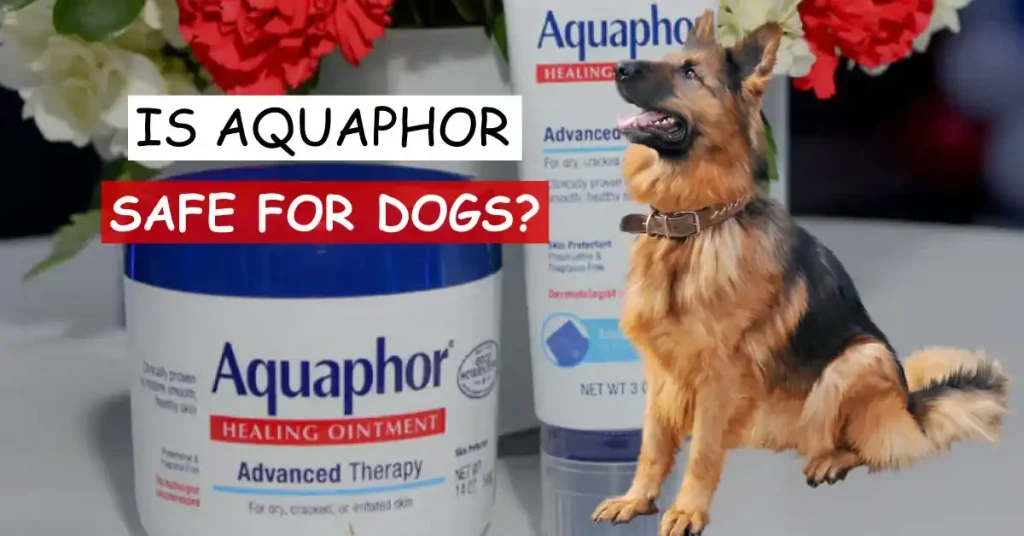 is aquaphor safe for dogs